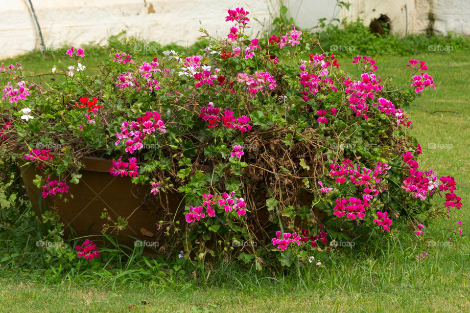 Flower bunch 