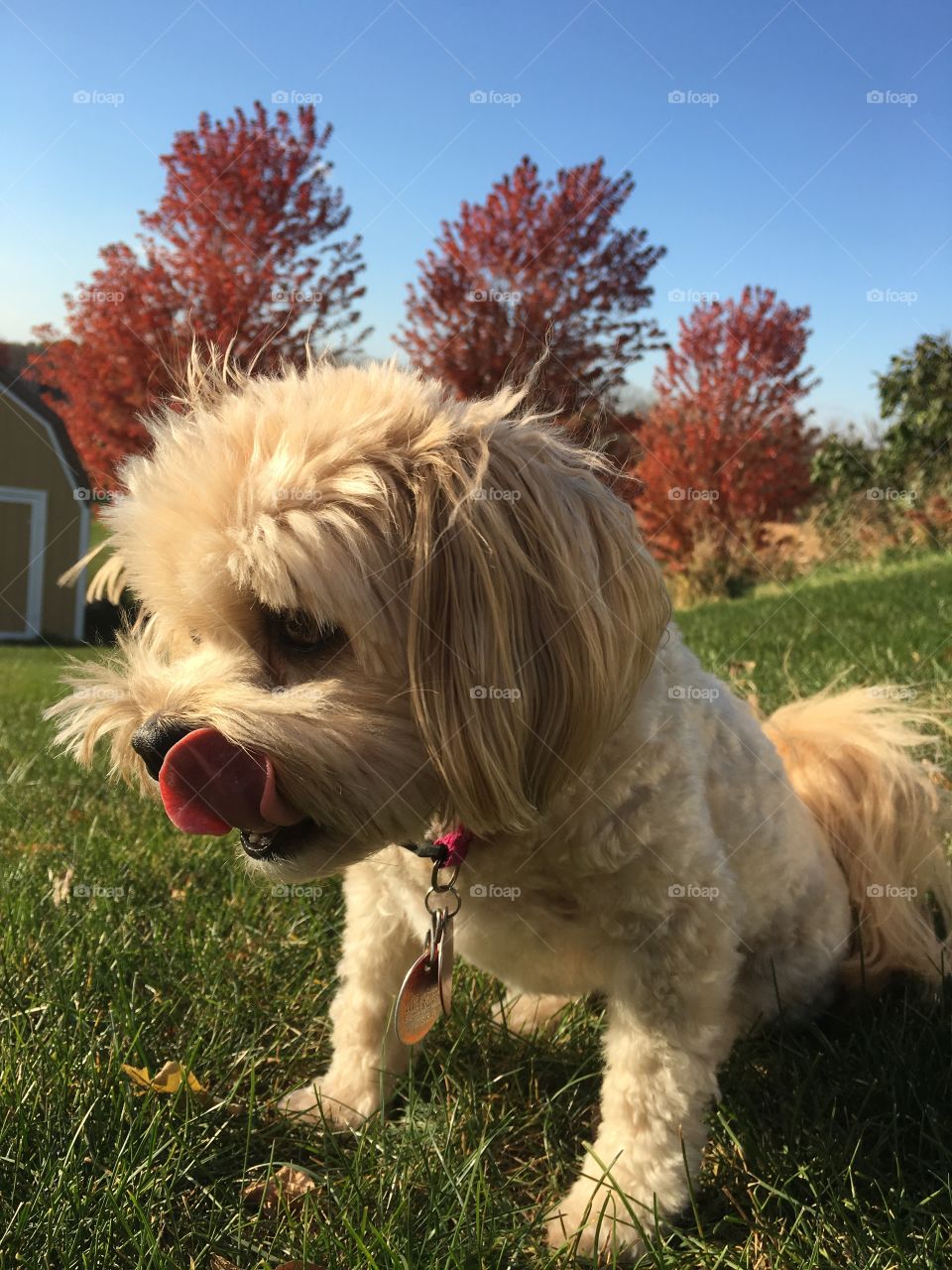 Puppy enjoying the fall weather