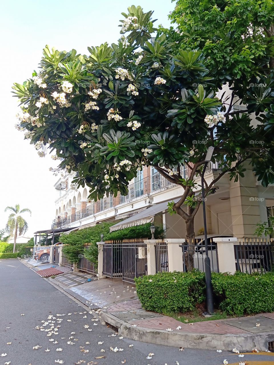 Plumeria in the village