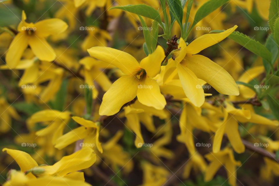 Yellow flowers 💛