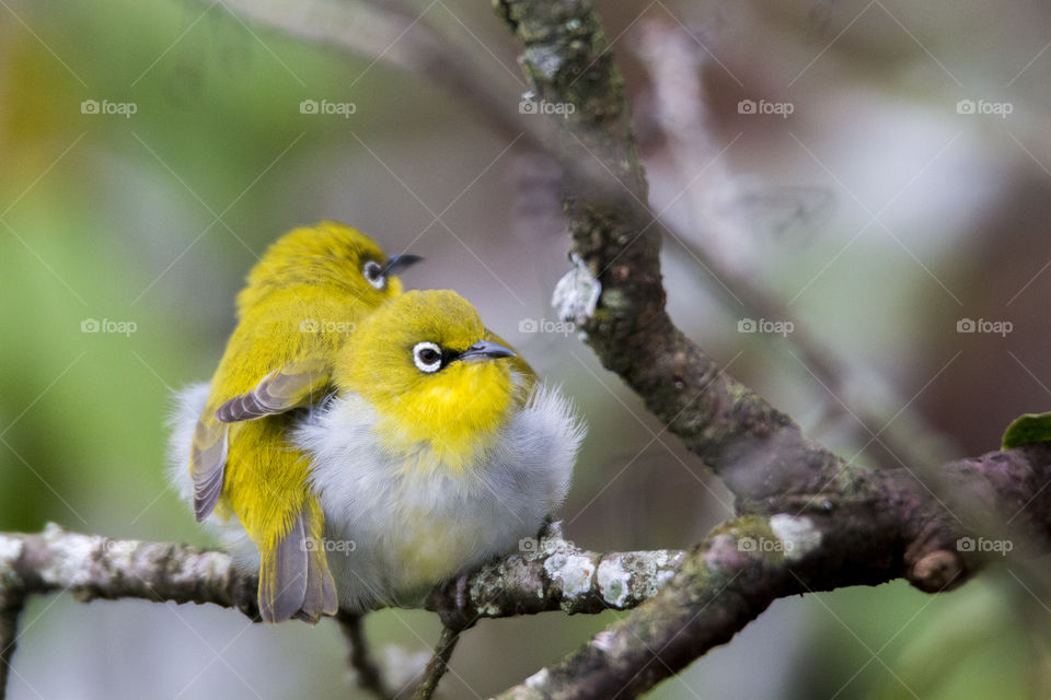 Oriental White Eye