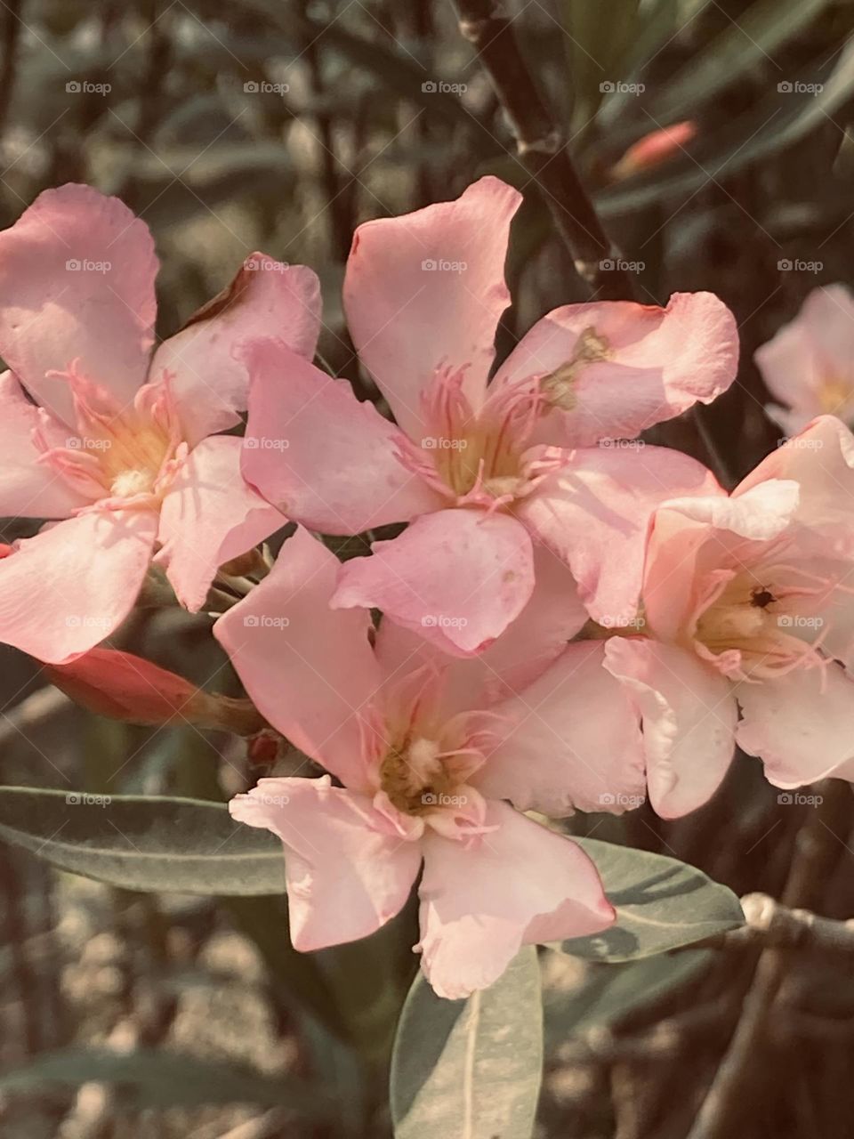 Belo conjunto de flores cor de rosa. Flores delicadas com miolo cor amarela.
