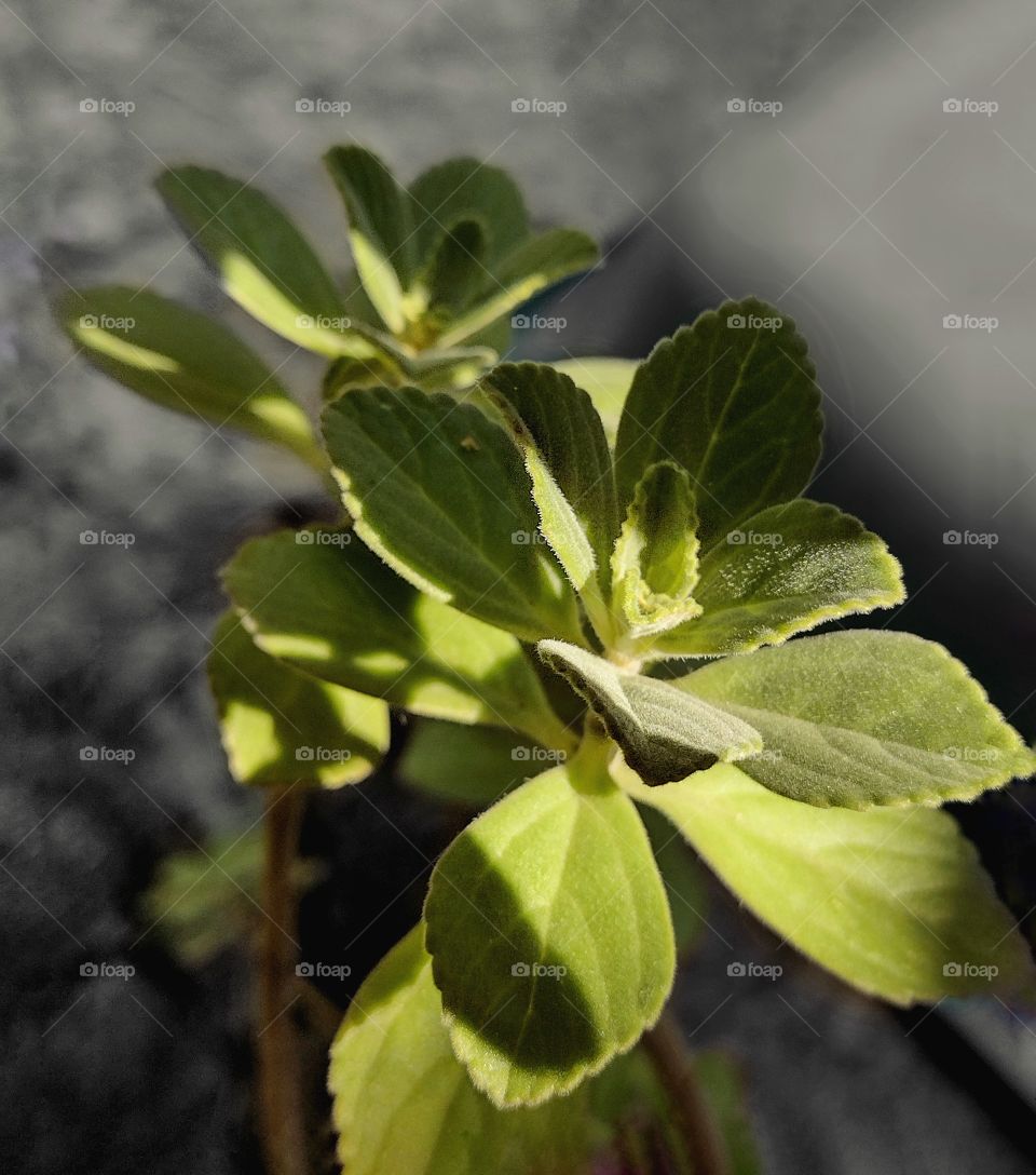 A photo with green and shadows