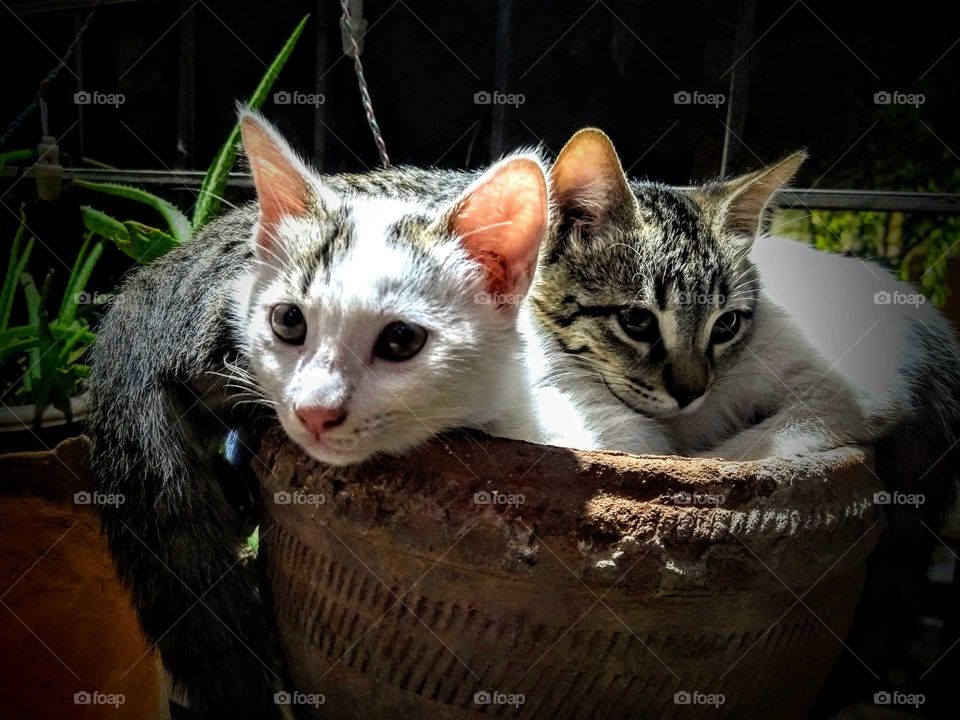 snow and Panther resting in pot after dinner