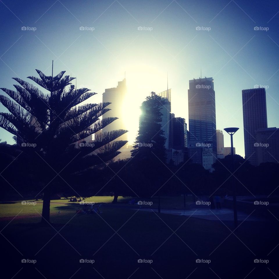 Sydney Skyline from Botanical Gardens