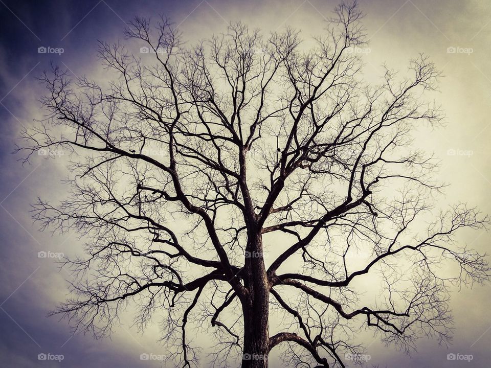 Bare tree at Mount Vernon