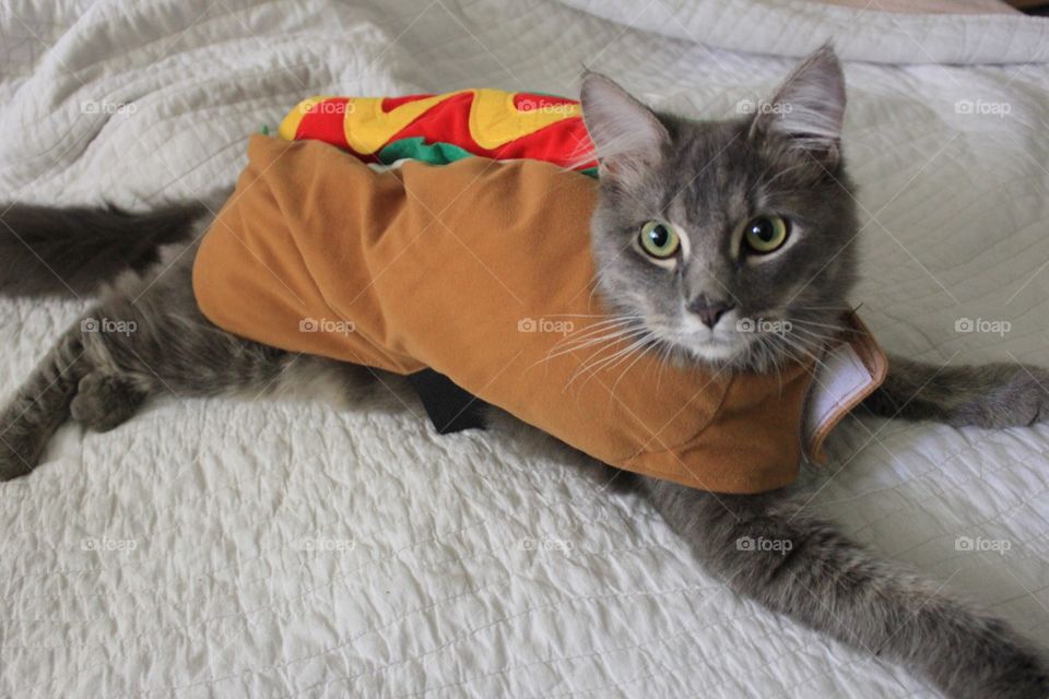 Halloween preparation 