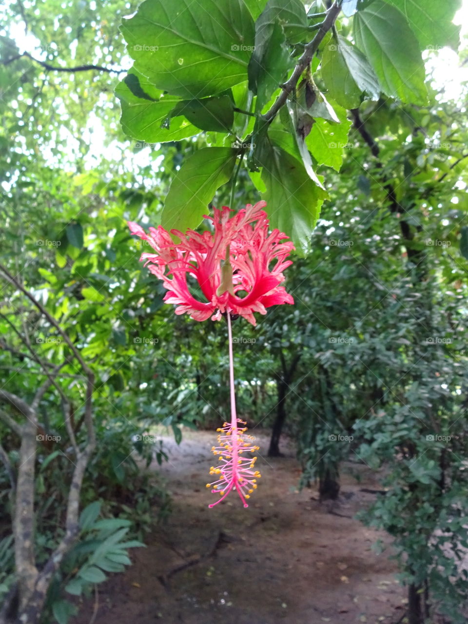 Exotic flora