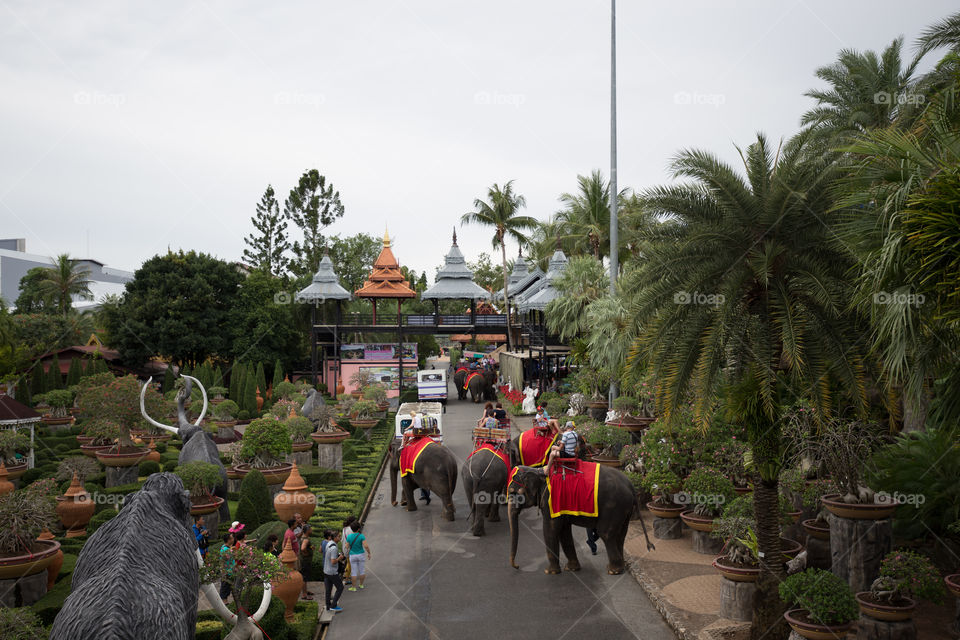 Elephant tour in Thailand 