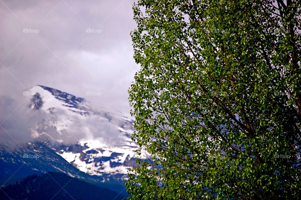 colorado snow mountain tree by refocusphoto