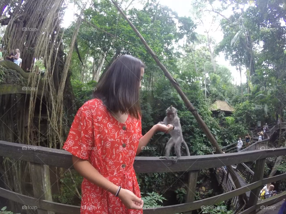 Feeding monkeys in the Ubud monkey forest. Bali, Indonesia 