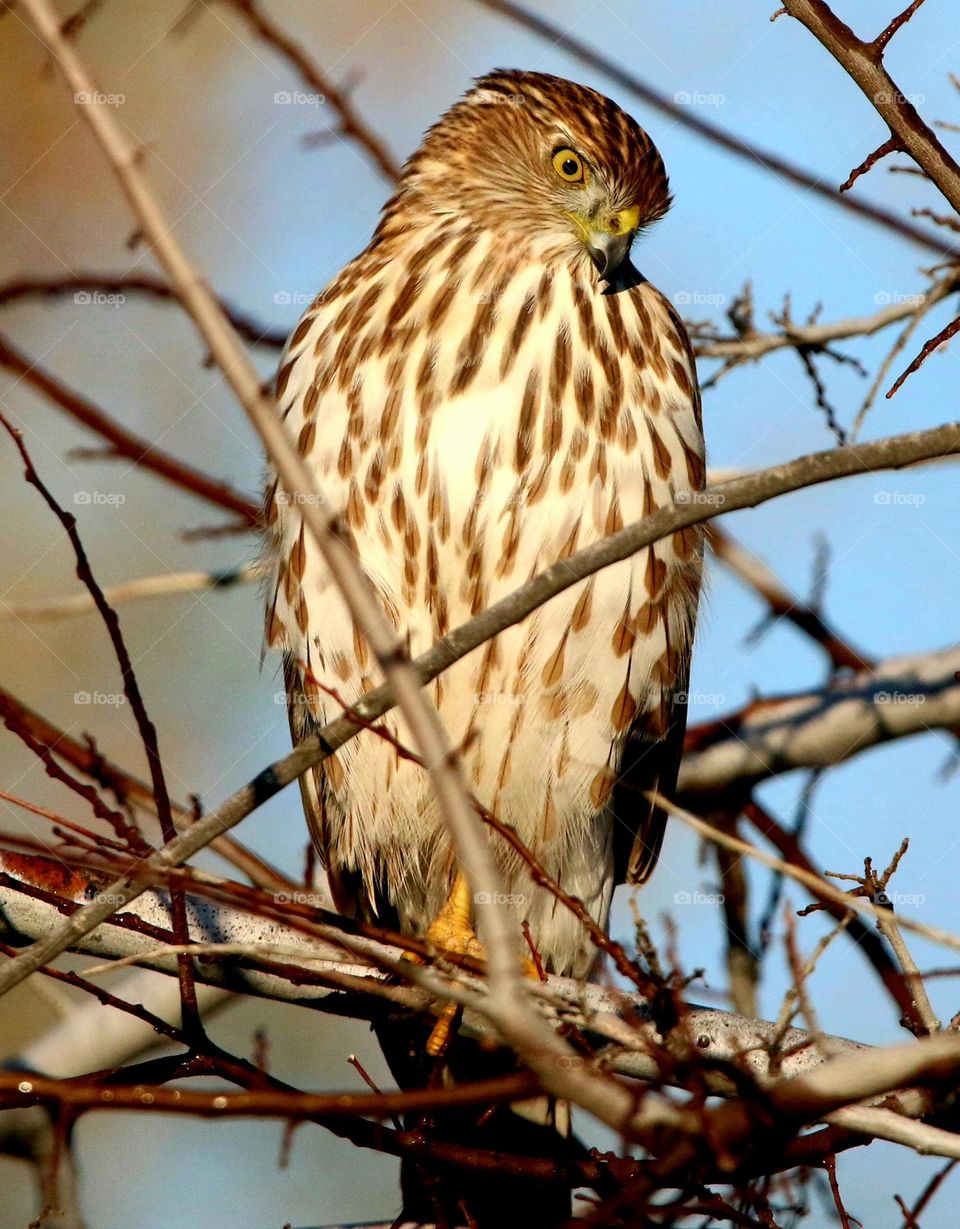 Cooper's Hawk in a Tree