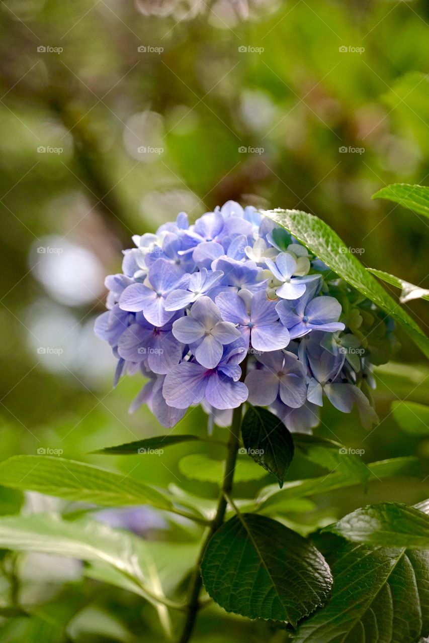 hydrangea