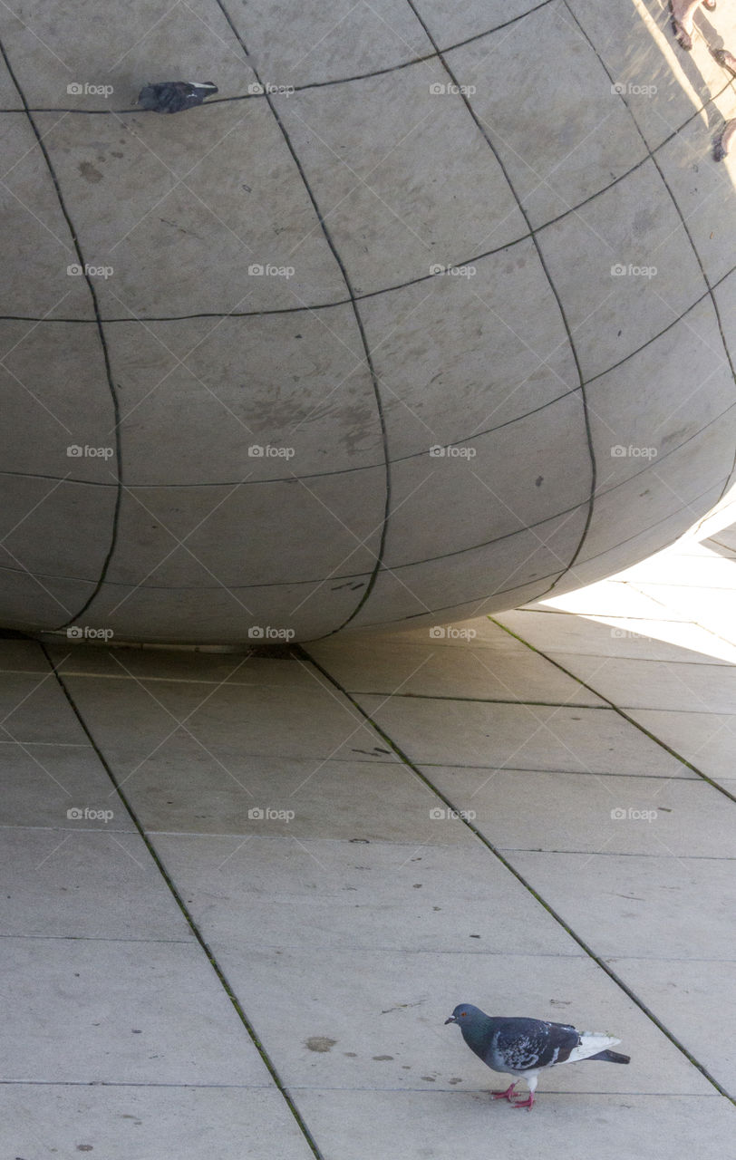 The pigeon and the cloud gate