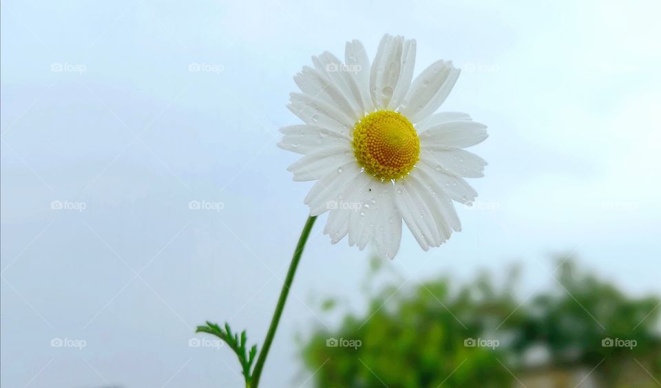 camomile