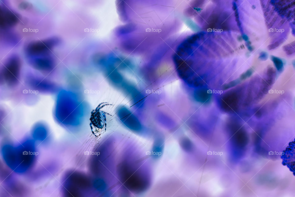 negative picture of spiders web