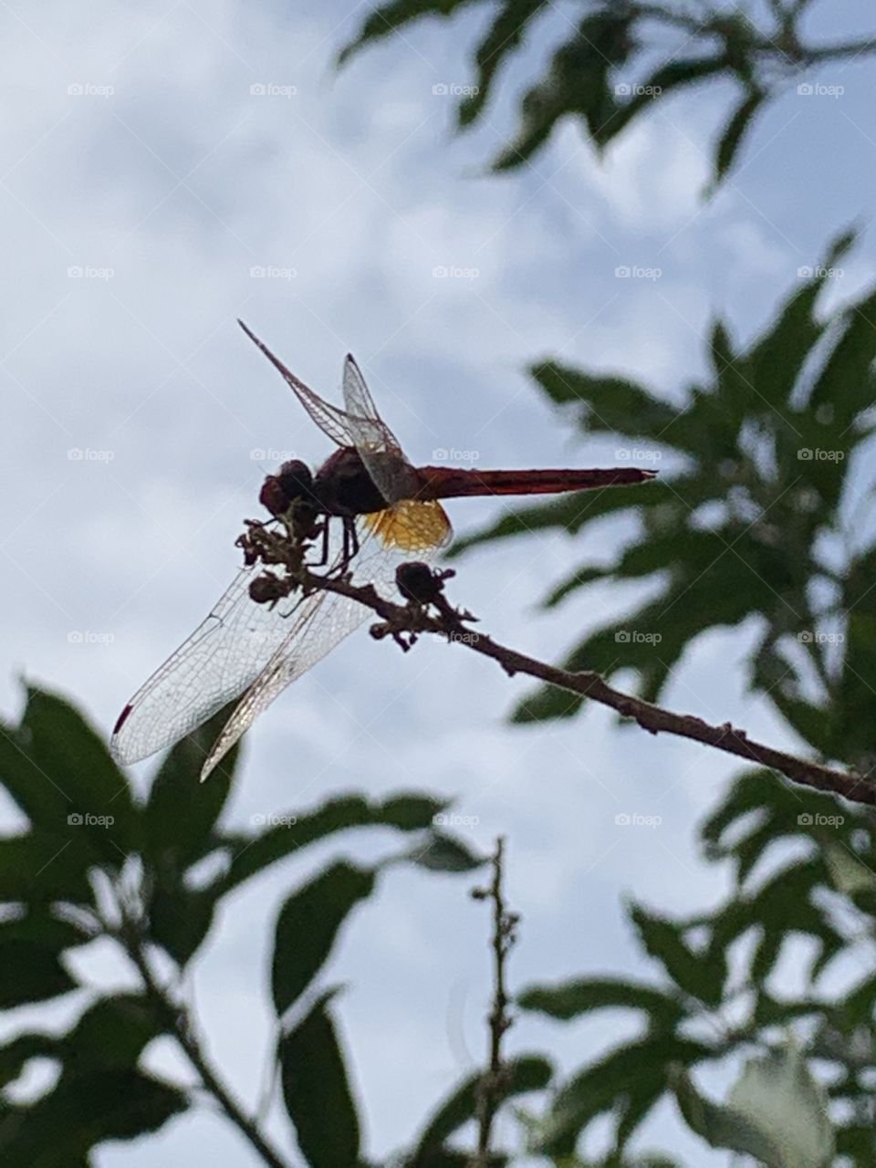 Dragonfly 