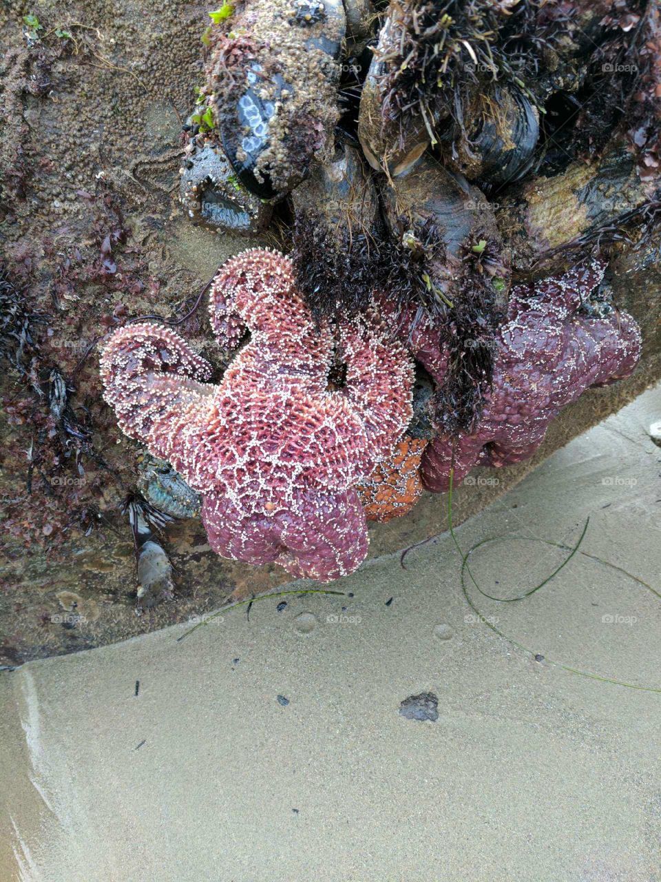 Starfish at beach in California