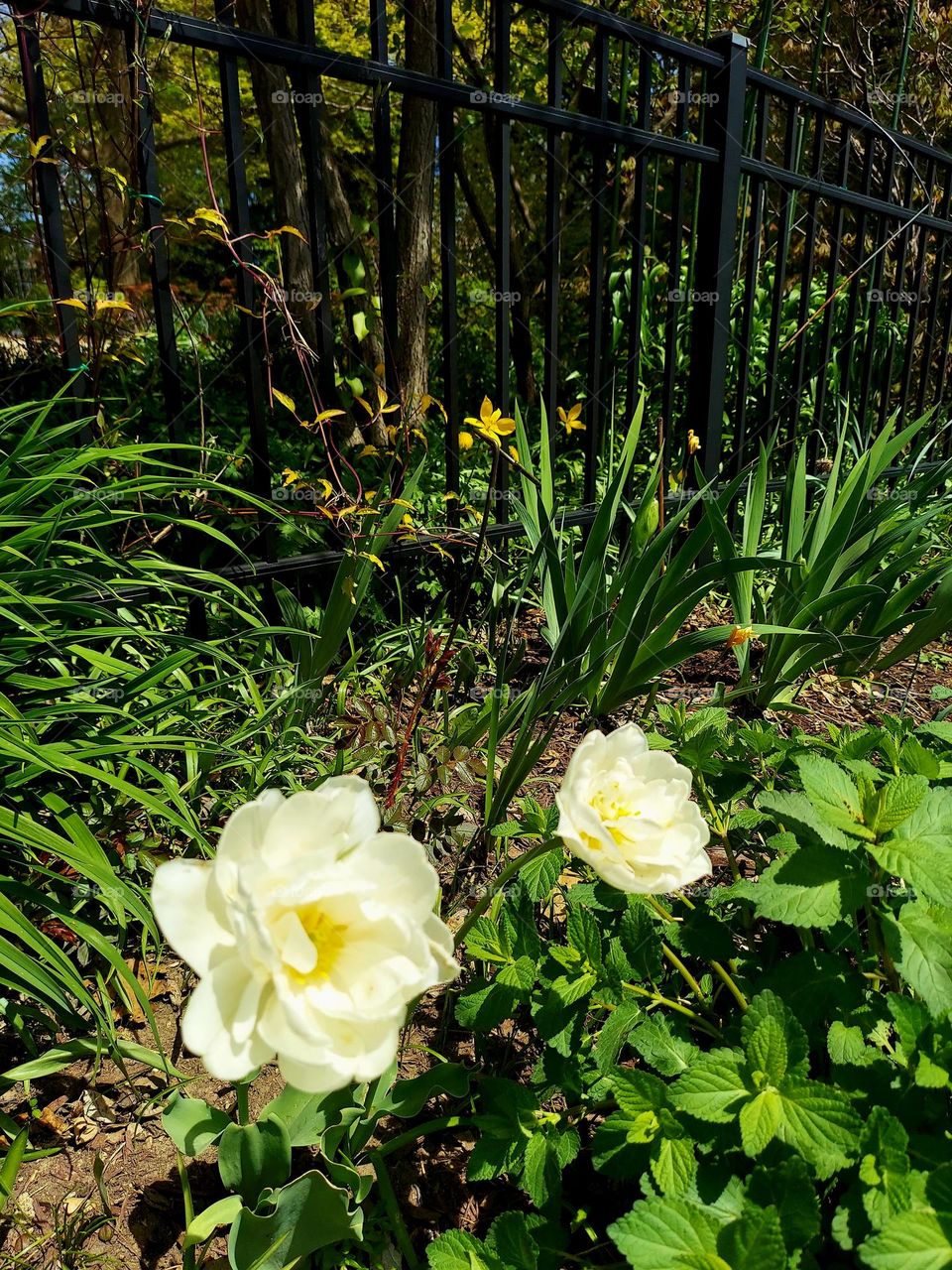 Yellow Blooms