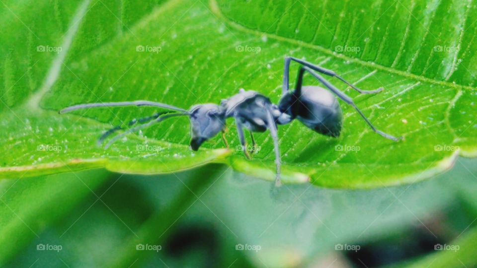 Black ant on green leaves