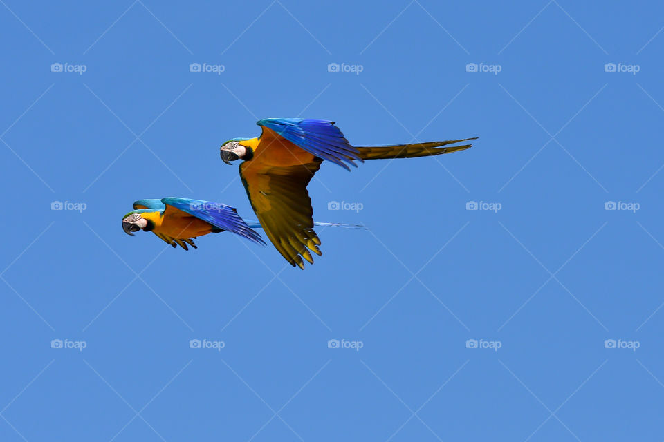 Macaws Flying in Três Lagoas - MS Brazil. 