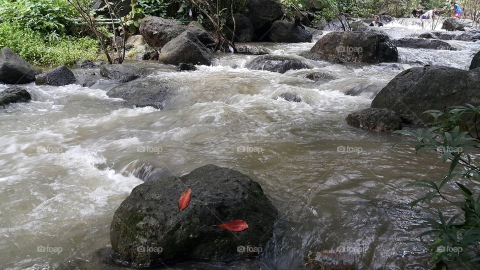 river in the forest