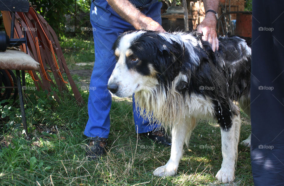 Wet dog, bathing a dog 2