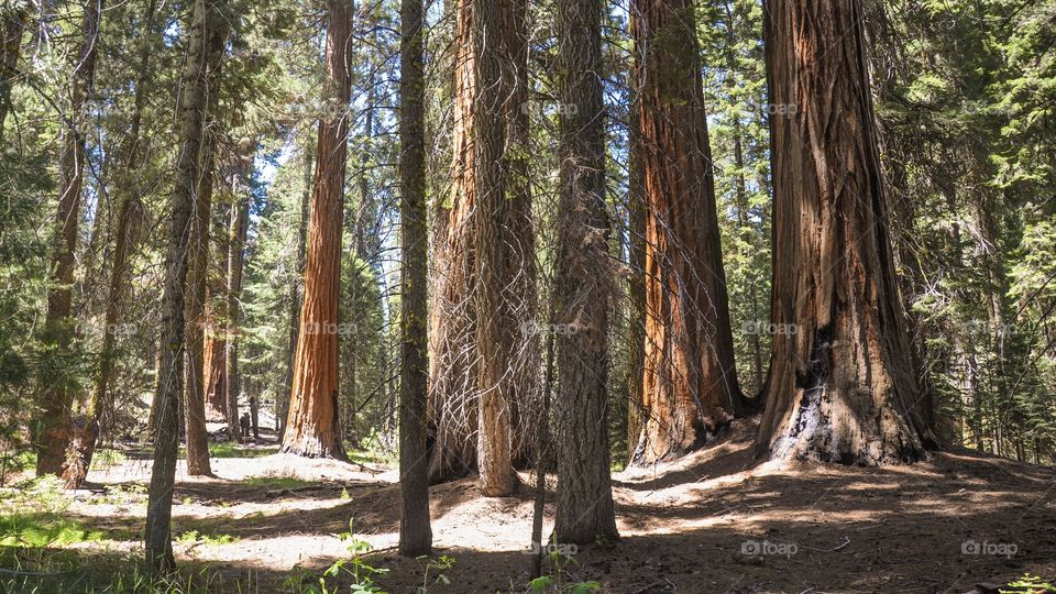 Sequoia forest 