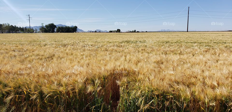 grain field