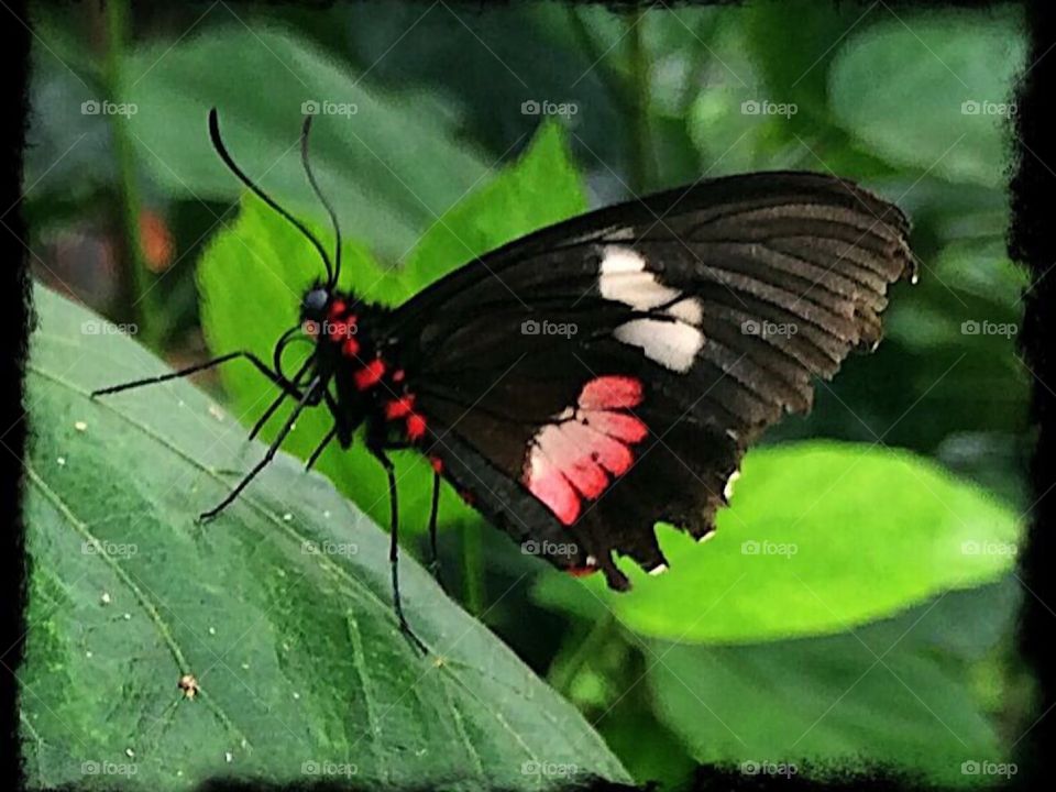 Butterfly. Red and black on green leaf.