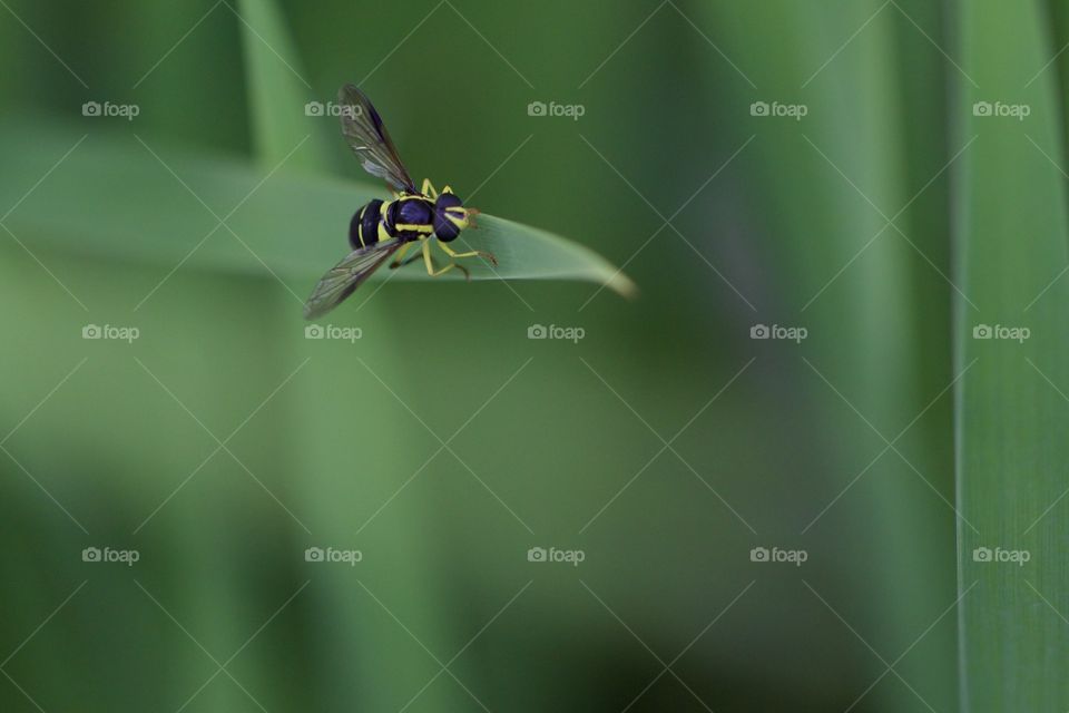 Wasp On Leaf