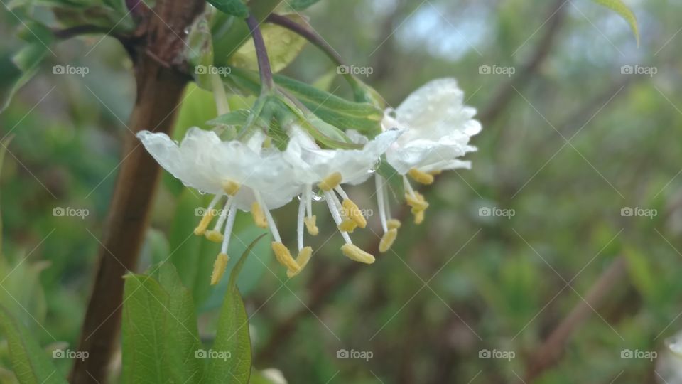 Nature, No Person, Leaf, Flora, Flower