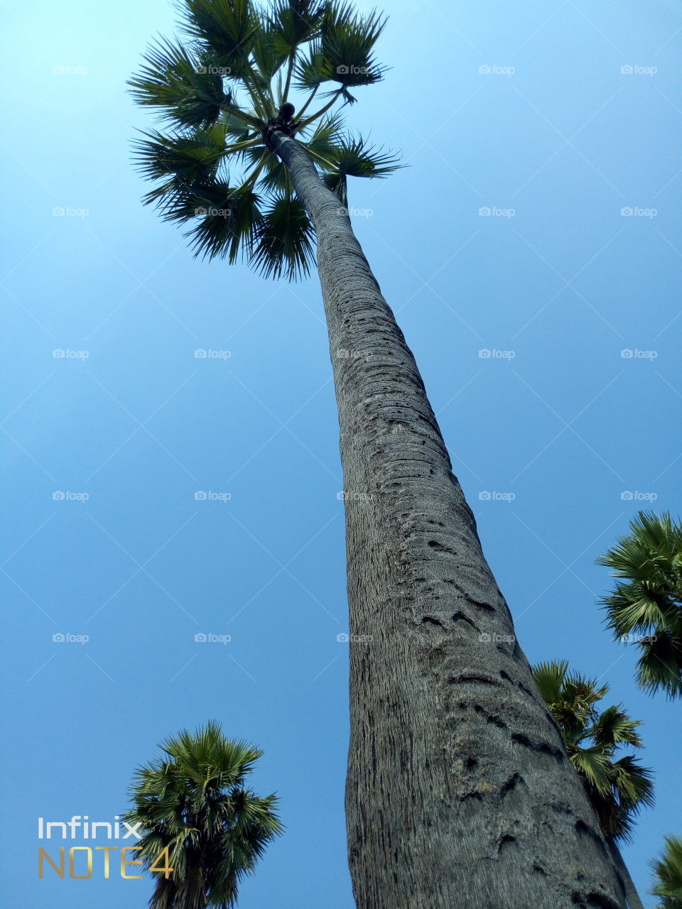 palm tree