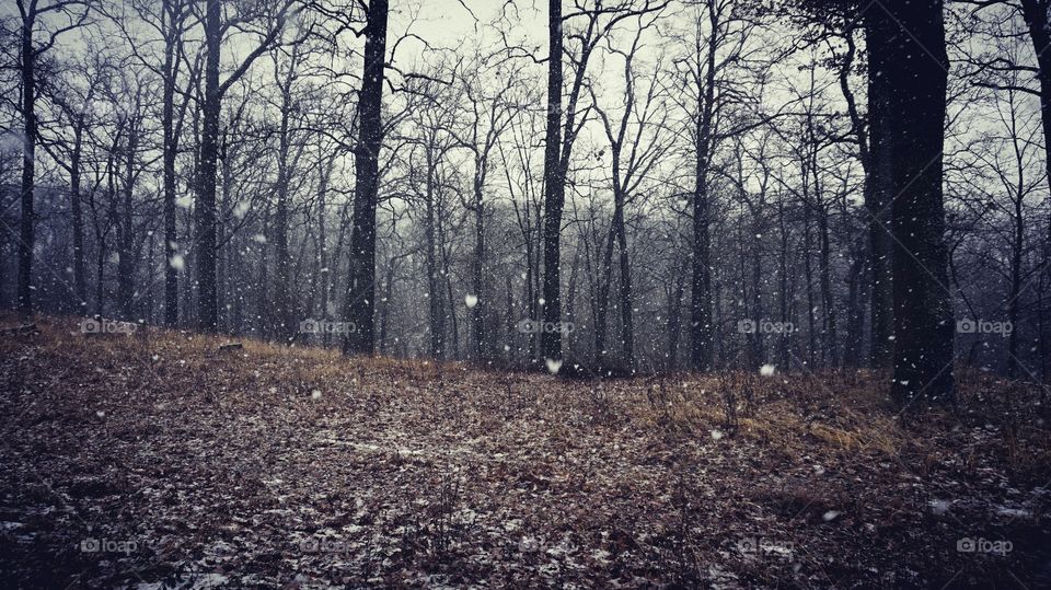 Scenic view of bare trees with blizzard