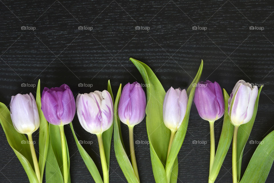 purple lilac tulips on a empty copy space black wooden background
