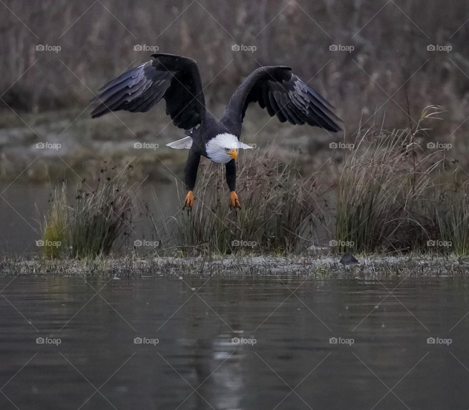 Eagle in flight