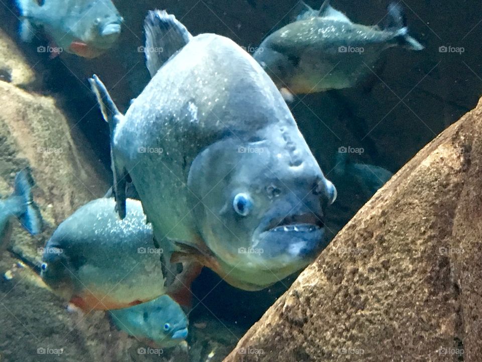 Piranha portrait