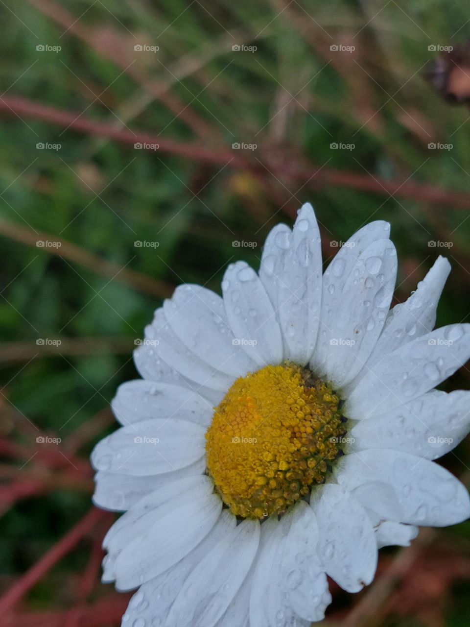 close up of a daisy