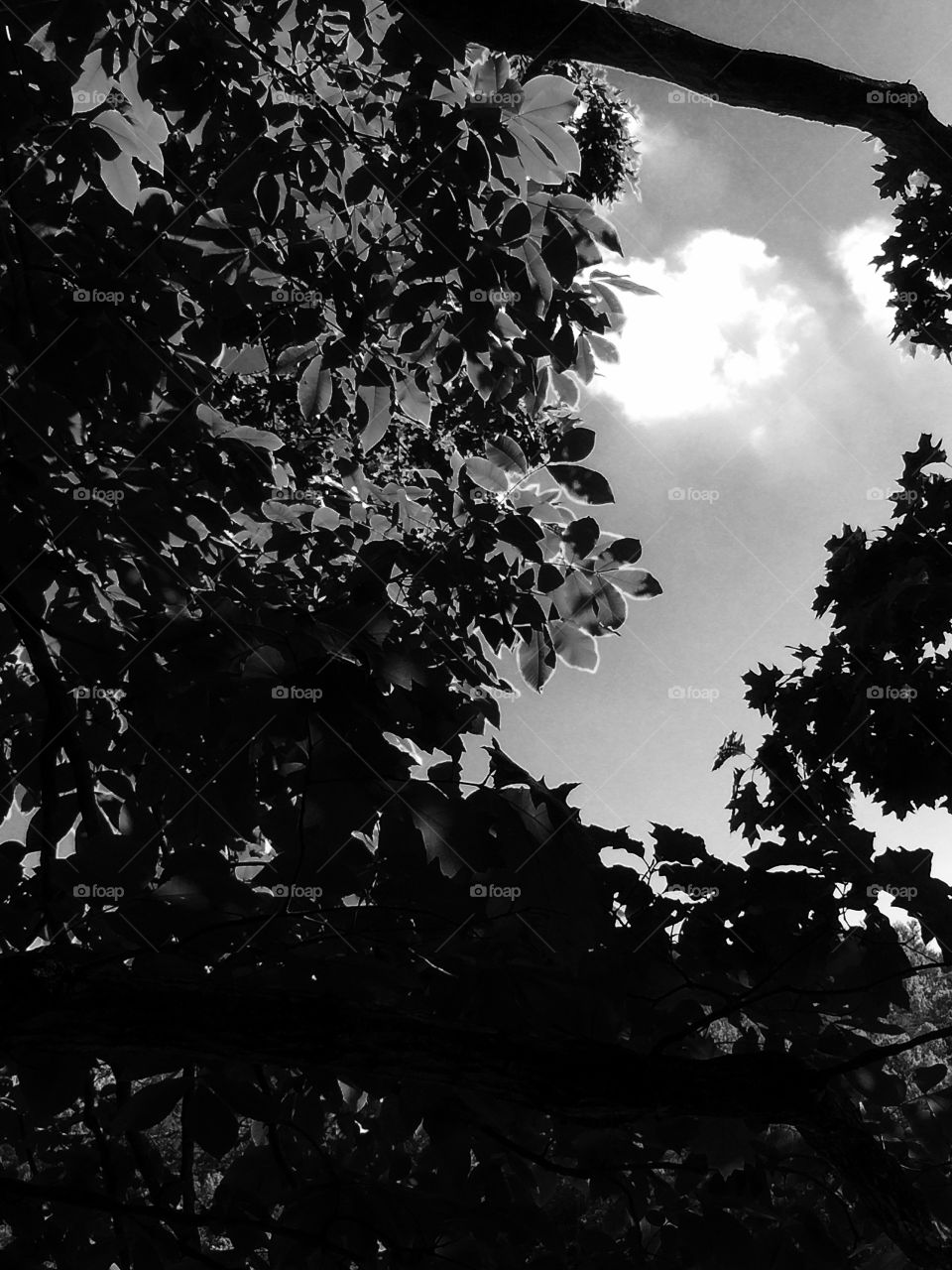 Leaves and Shadows. Leaves and Shadows