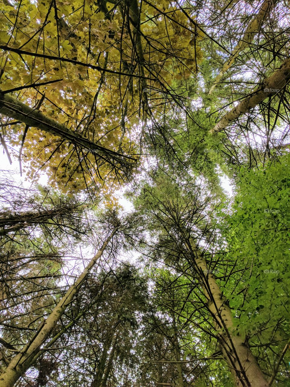 Colorful tree canopy in a forest looking up.