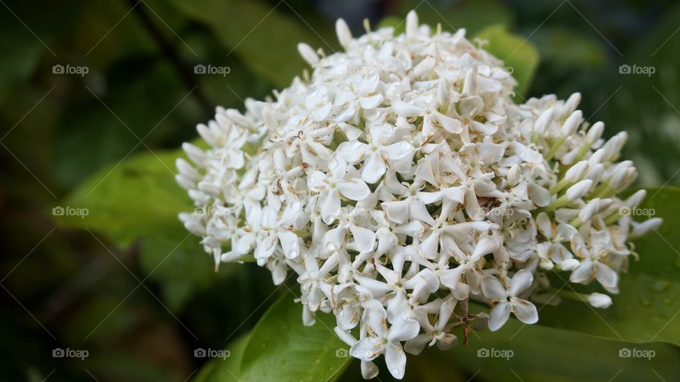 White Ixora flower