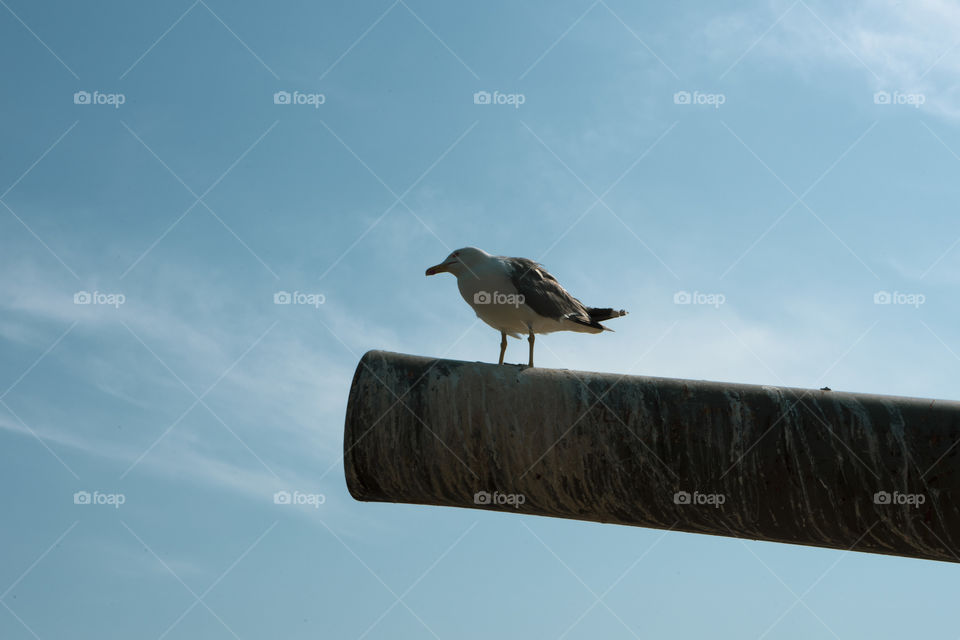 A cannon on the top of the montjuic in Barcelona. Dating back to the war years to protect the city and the port overlooking it.