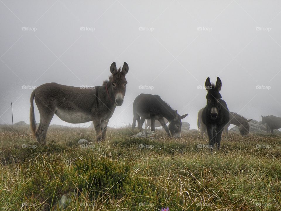 Asini nella nebbia