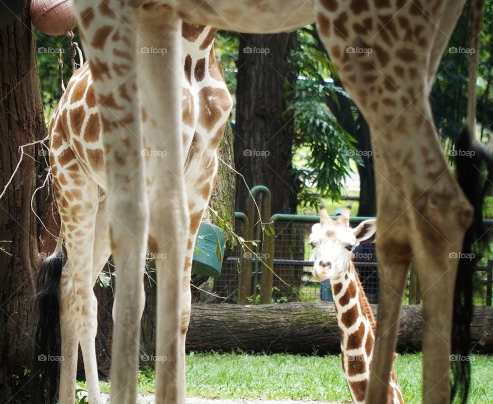 giraffe cub