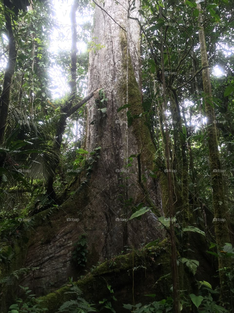 Kapok tree . Amazon rainforest