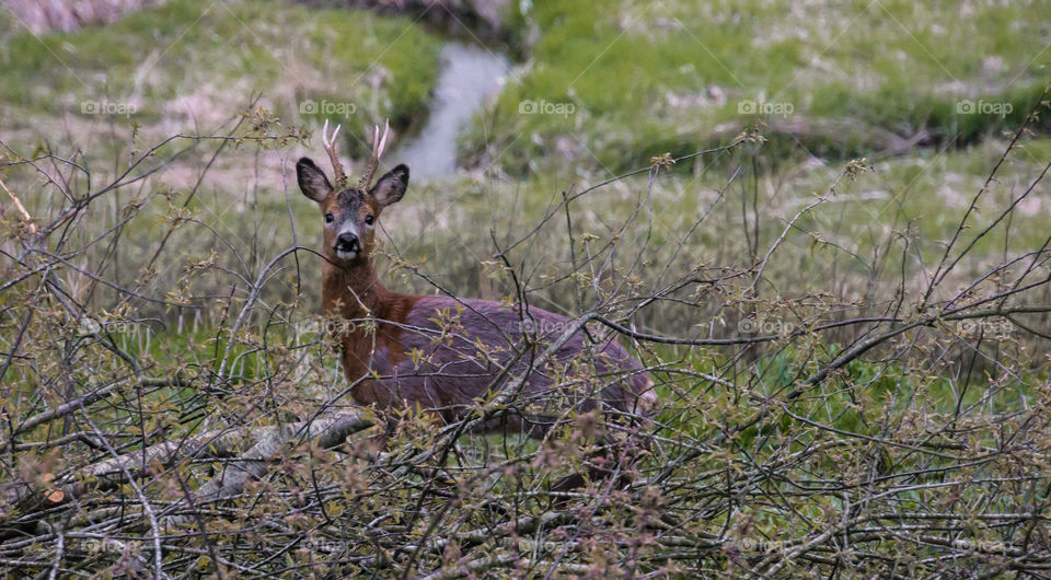 Deer in forest