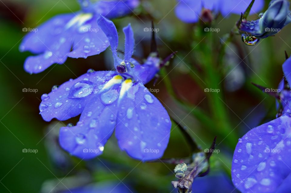 Lobelia flowers in the rain