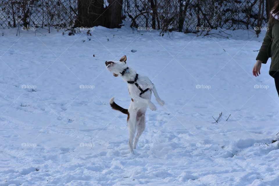 Cute dog having fun playing in snow with his owner 