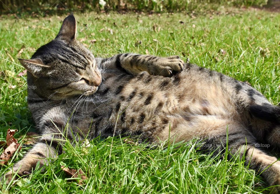 A guy needs a clean belly, tabby cat cleaning himself 