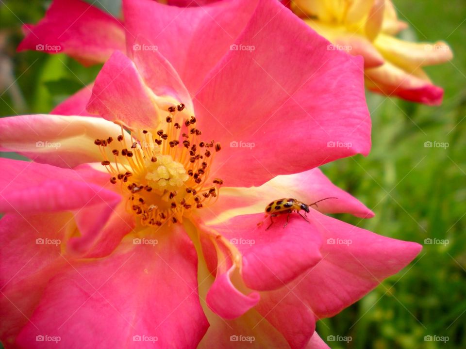 Ladybug on a pink rose 